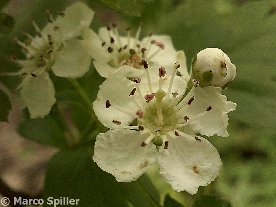 Rosaceae - Crataegus sp.